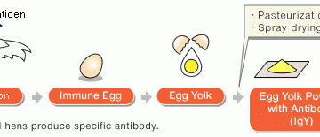 Kháng thể IgY là sự lựa chọn của tương lai