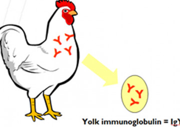 Kháng thể IgY và ứng dụng trong y học Kháng thể IgY và ứng dụng trong y học