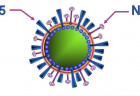 Các dấu hiệu cảnh báo nguy cơ nhiễm cúm H5N1