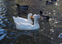 Các nguyên nhân gây bệnh cúm A H5N1