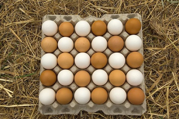 Trứng gà có thể ngăn chặn được bệnh cúm theo mùa 1